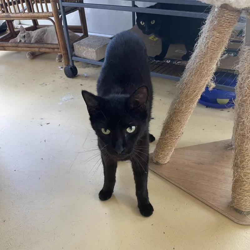 An adult medium-sized male Black Domestic Short Hair cat named Kerplunk for adoption in Boston, MA