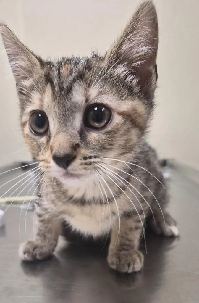 A baby medium-sized female Domestic Short Hair cat named Sable for adoption in Christiansburg, VA