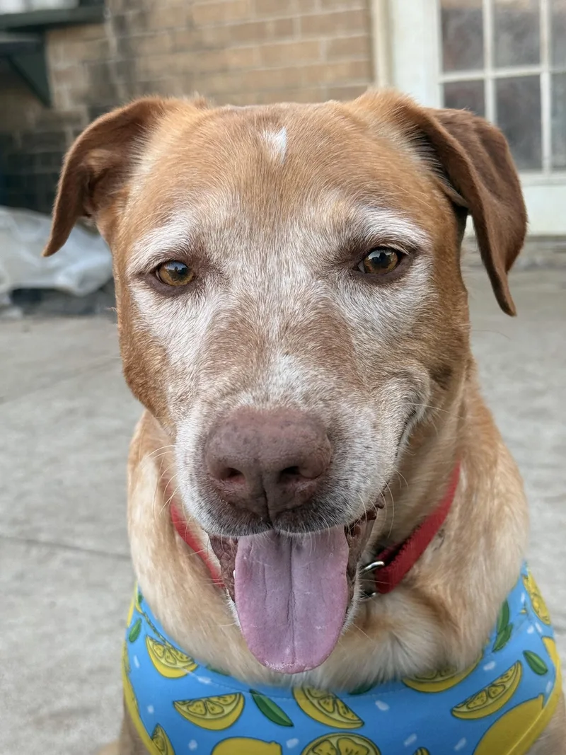 An adult large-sized male Yellow / Tan / Blond / Fawn Yellow Labrador Retriever dog named Coby for adoption in Mesquite, TX