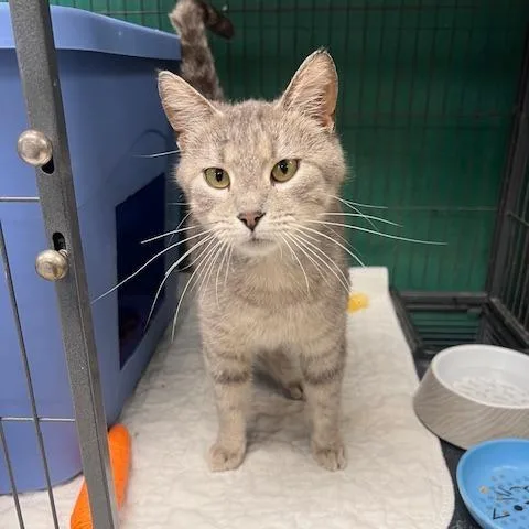 A young small-sized female Gray / Blue / Silver Domestic Short Hair cat named Skyec for adoption in East Saint Louis, IL