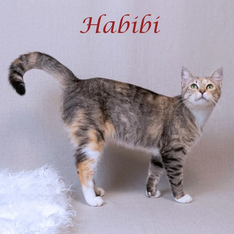 An adult medium-sized female Torbie Domestic Short Hair cat named Habibi C for adoption in Lebanon, TN