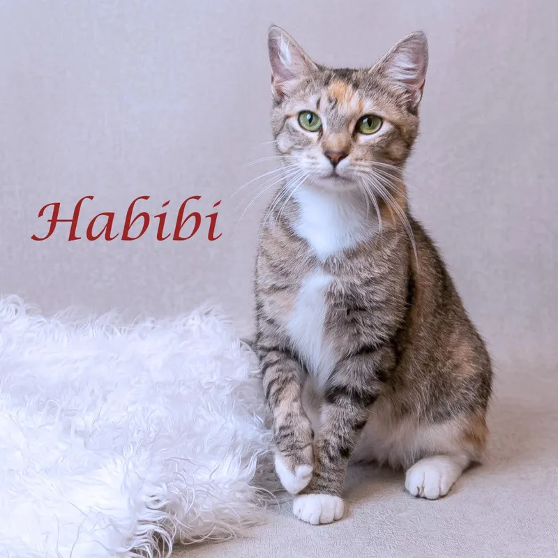 Habibi C thumbnail 2
