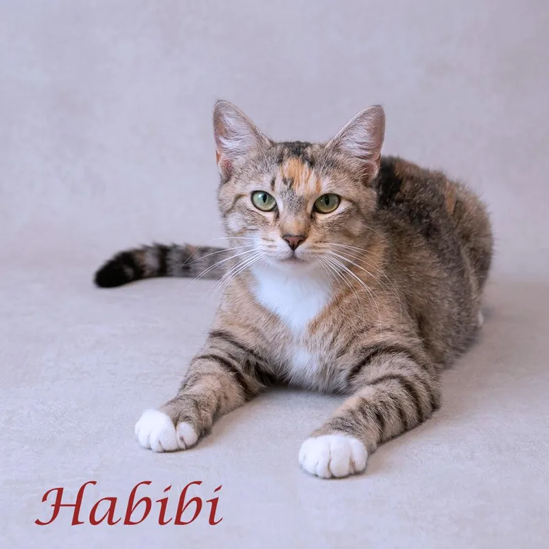 Habibi C thumbnail 3