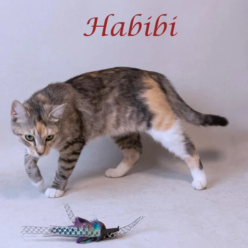 Habibi C thumbnail 4