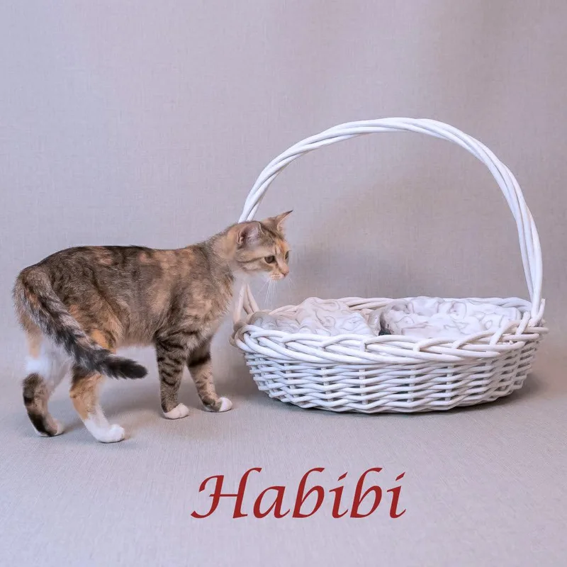 Habibi C thumbnail 5