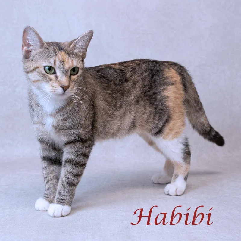 Habibi C thumbnail 6