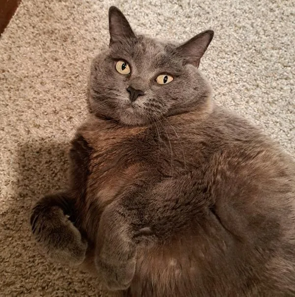 A senior large-sized female Domestic Short Hair cat named Ruby for adoption in San Diego, CA