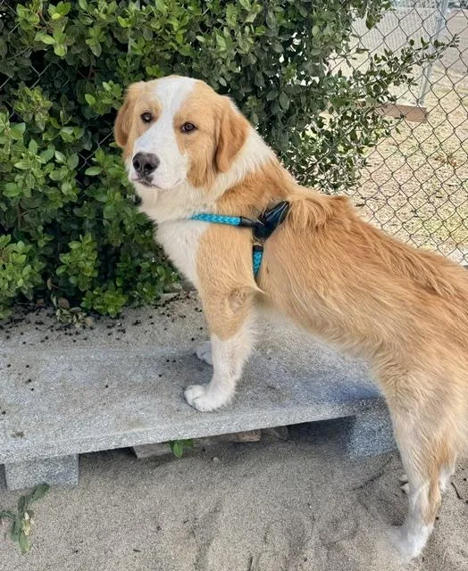 A young large-sized male Australian Shepherd dog named Uncle for adoption in Salinas, CA