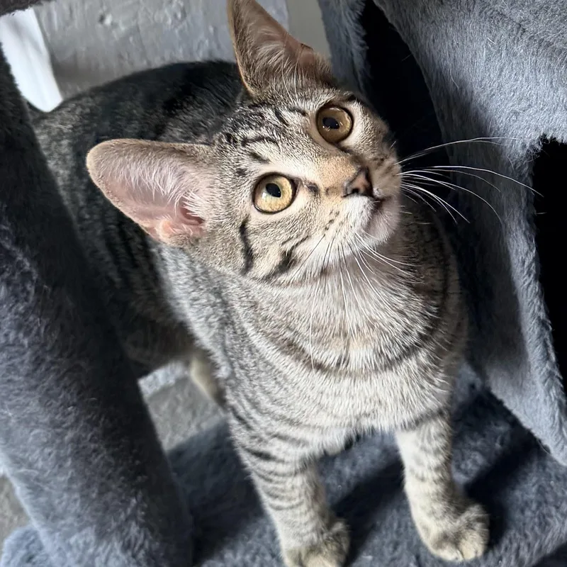 A baby small-sized female Tabby (Brown / Chocolate) Domestic Short Hair cat named Chicken Nugget for adoption in Fort Worth, TX