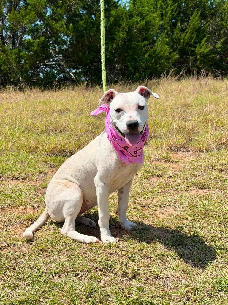 A baby medium-sized female Pit Bull Terrier dog named Límon for adoption in Belton, TX