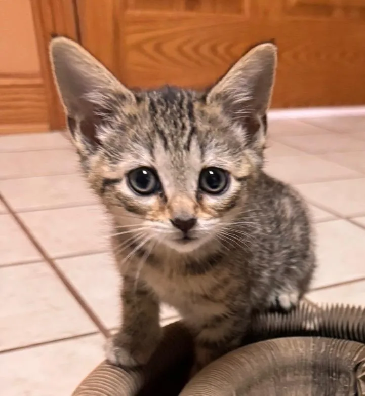 A baby medium-sized female Domestic Short Hair cat named Tabitha for adoption in Huntington, IN