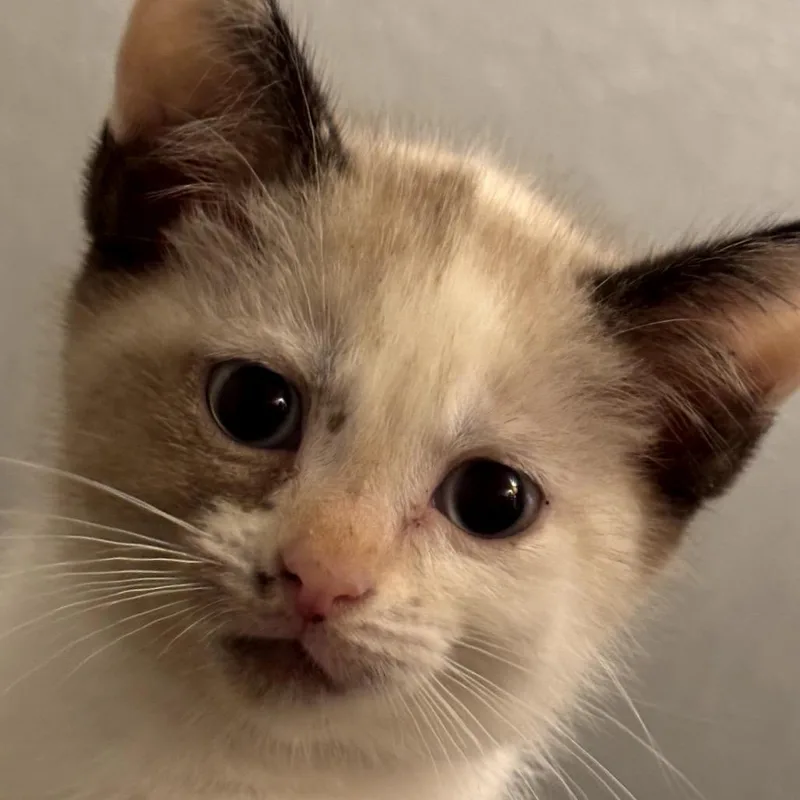 A baby small-sized female Cream / Ivory Siamese cat named Carol for adoption in Fayetteville, GA