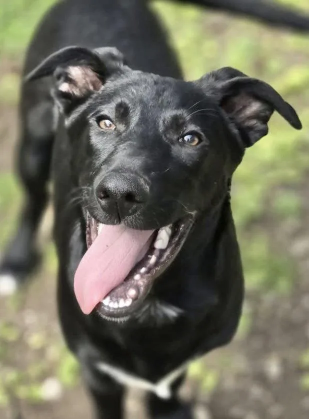A young medium-sized male Labrador Retriever dog named Shep for adoption in Chatsworth, GA