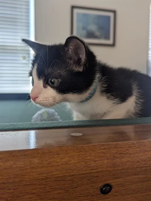 A baby small-sized male Domestic Short Hair cat named Mickey for adoption in Charlotte, NC
