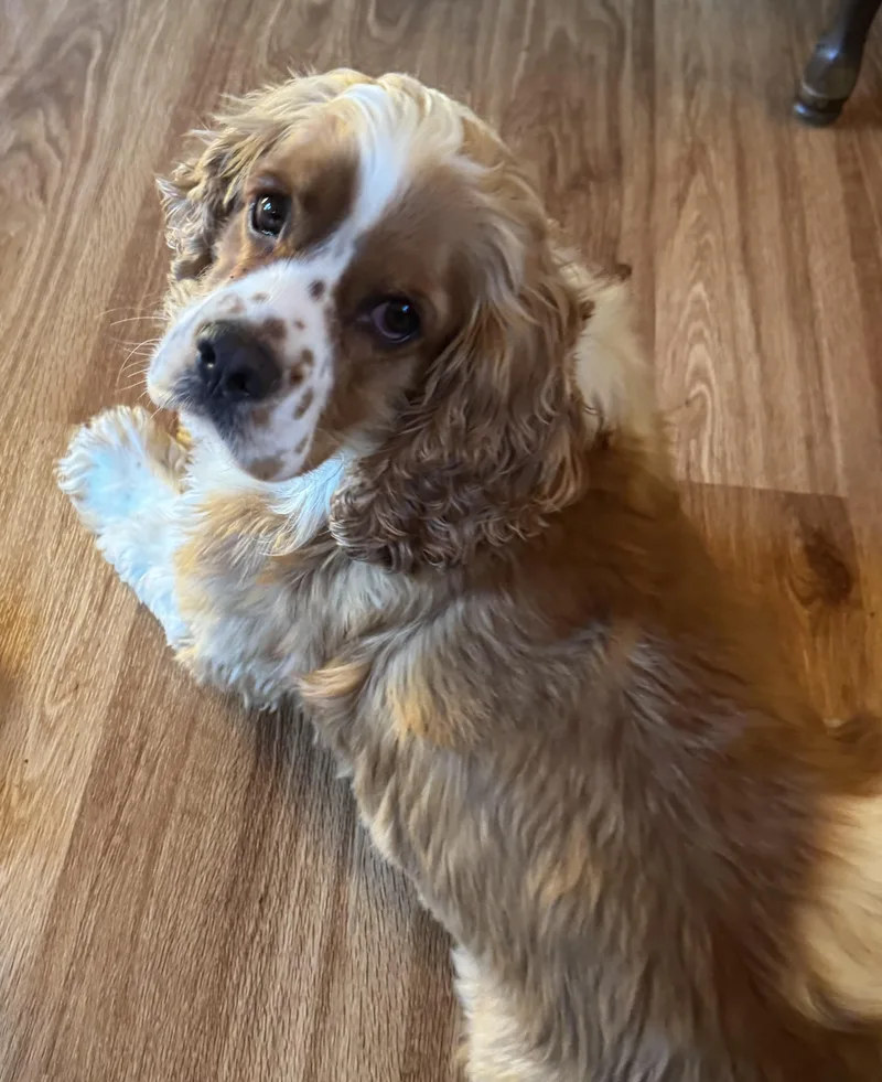 Toby