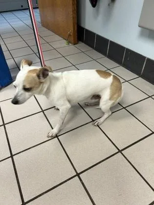 An adult small-sized male Parson Russell Terrier dog named Wallace for adoption in Largo, FL
