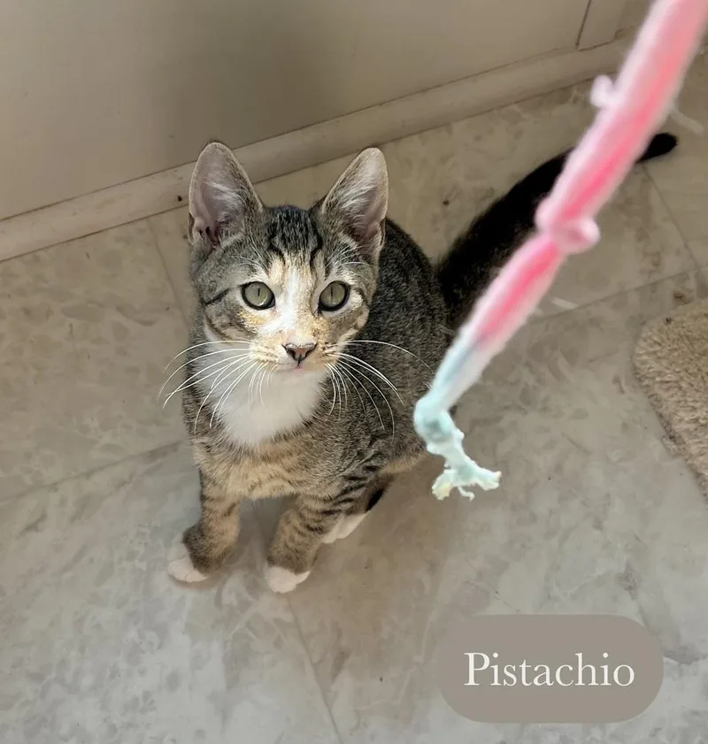 A baby small-sized male Brown / Chocolate Domestic Short Hair cat named Pistachio for adoption in Chalfont, PA