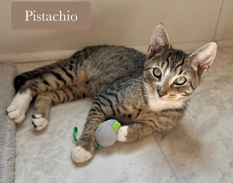 Pistachio thumbnail 2