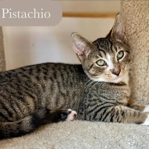 Pistachio thumbnail 3