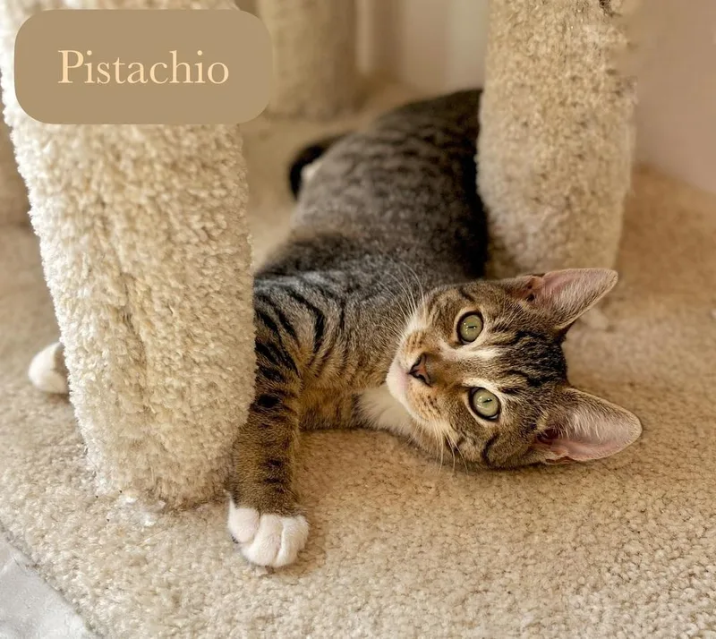 Pistachio thumbnail 4