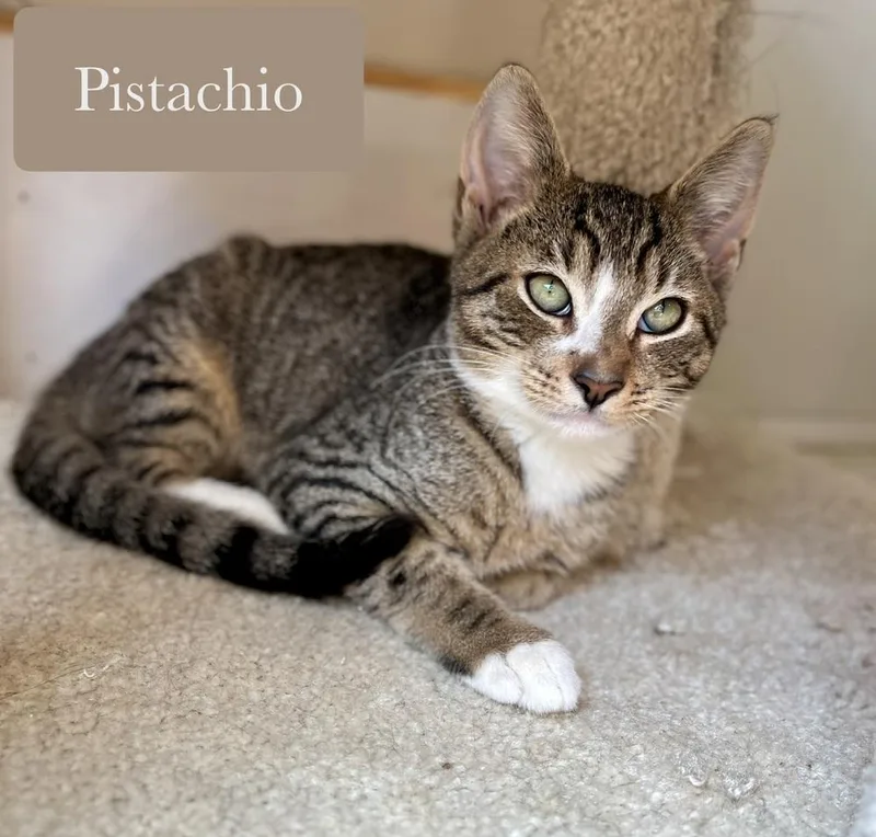 Pistachio thumbnail 6