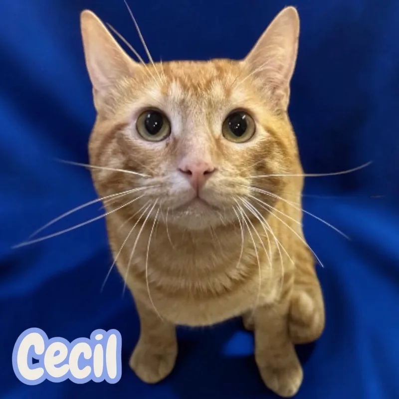 Cecil thumbnail 5
