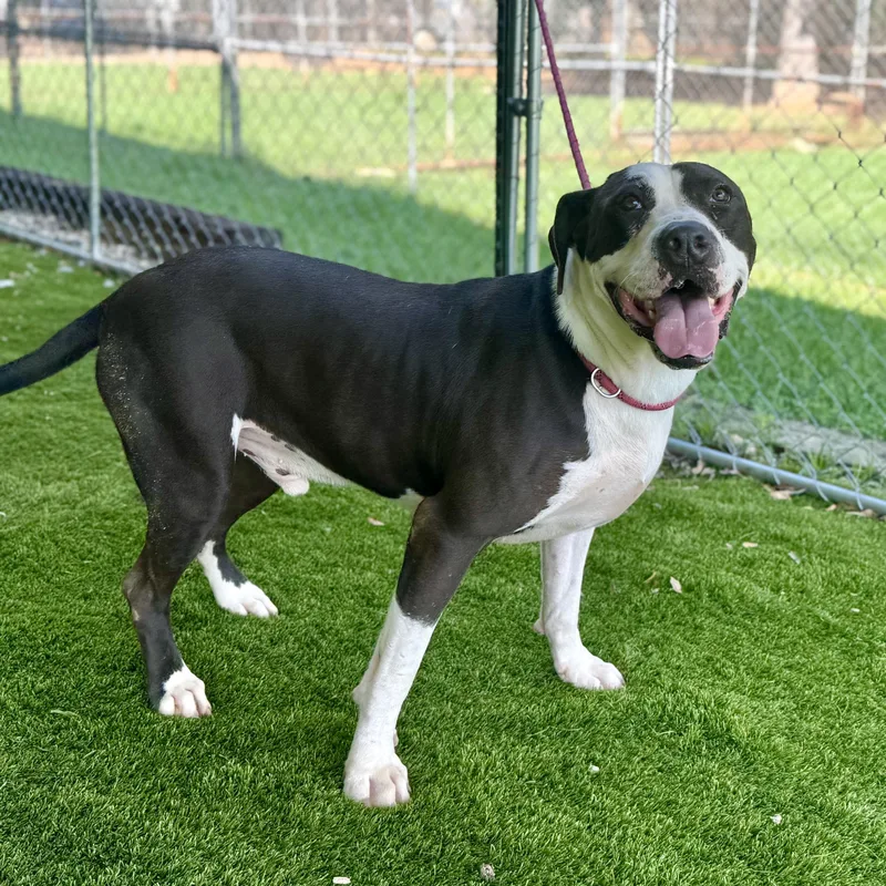 An adult medium-sized male Pit Bull Terrier dog named Buddy for adoption in Magnolia, TX