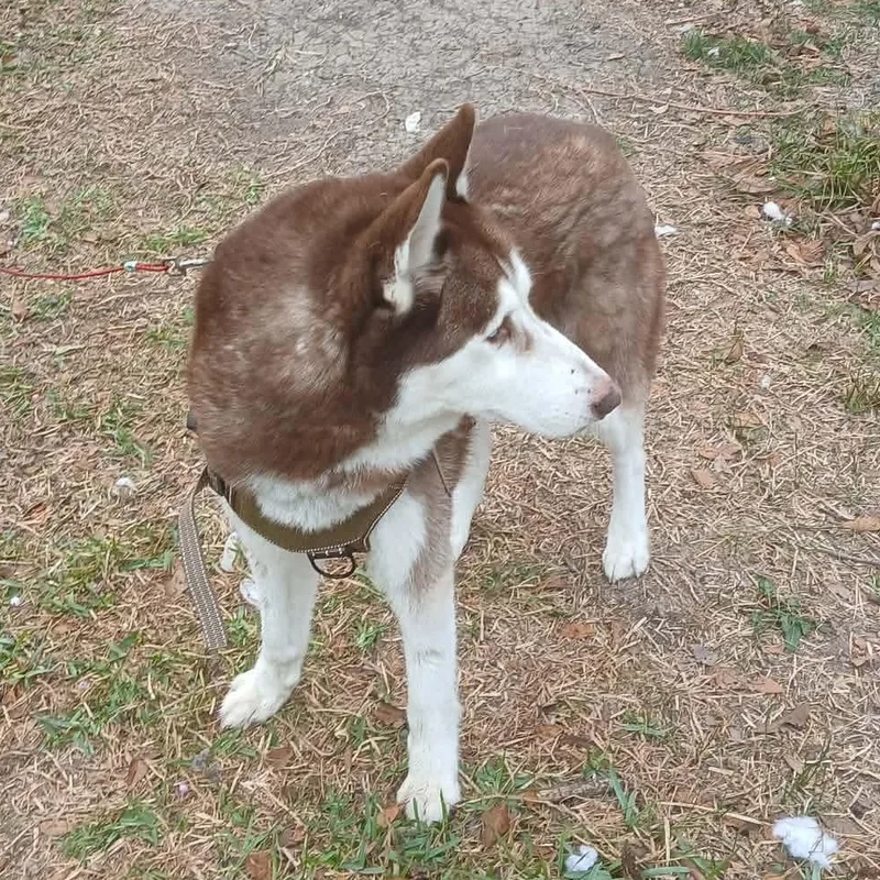 Best Buddy thumbnail 2