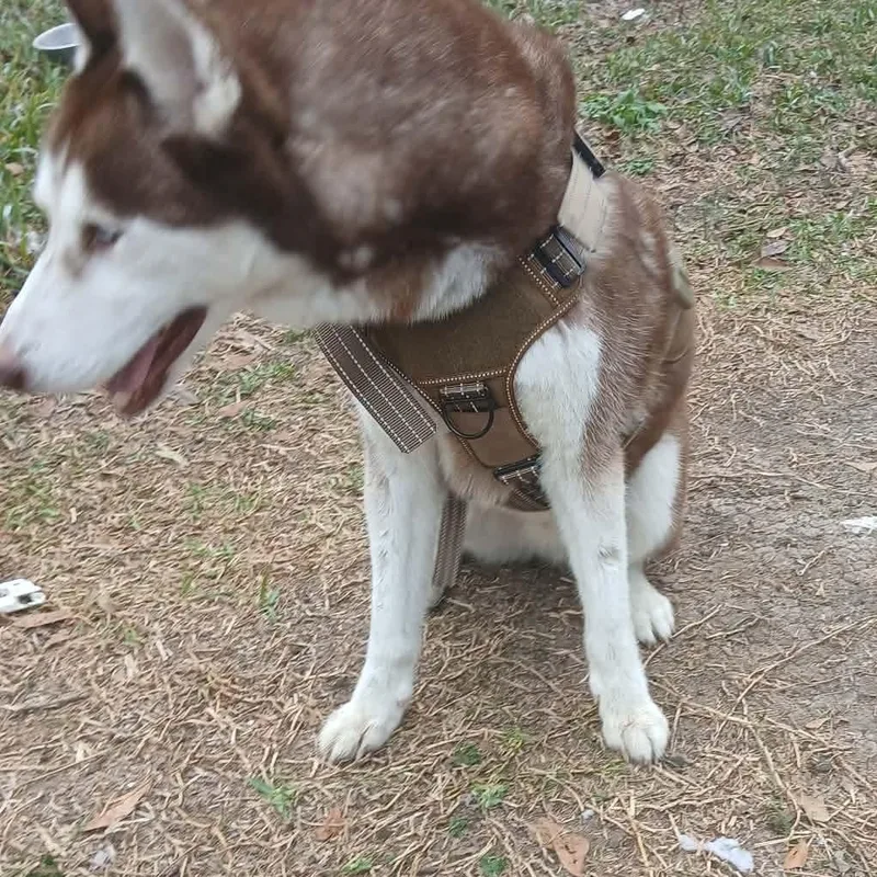 Best Buddy thumbnail 3