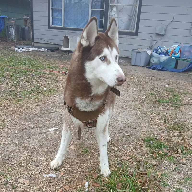 Best Buddy thumbnail 4