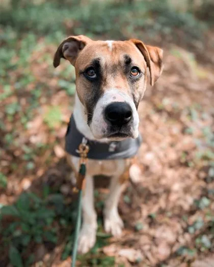 An adult large-sized male Mixed Breed dog named Lewis for adoption in Atlanta, GA