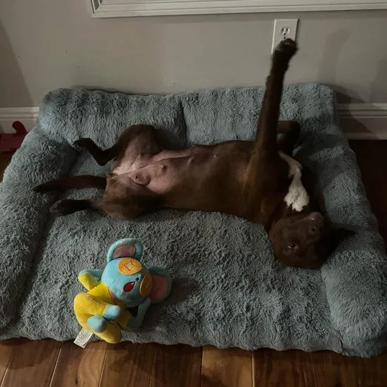 Dolla Bill thumbnail 2