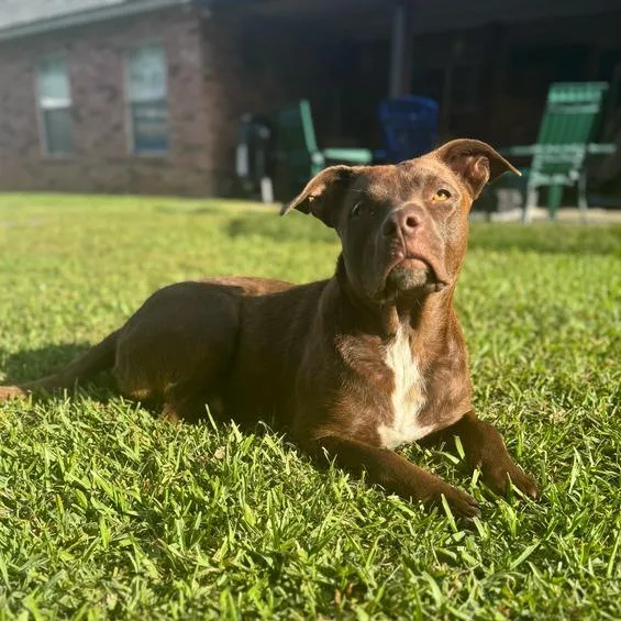 Dolla Bill thumbnail 3