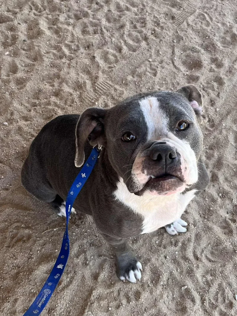 An adult medium-sized female Gray / Blue / Silver English Bulldog dog named Penelope for adoption in Palm Desert, CA