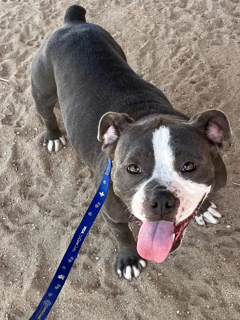 Penelope thumbnail 4