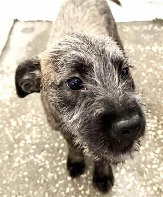 A baby small-sized female Cairn Terrier dog named Ivy for adoption in Houston, TX