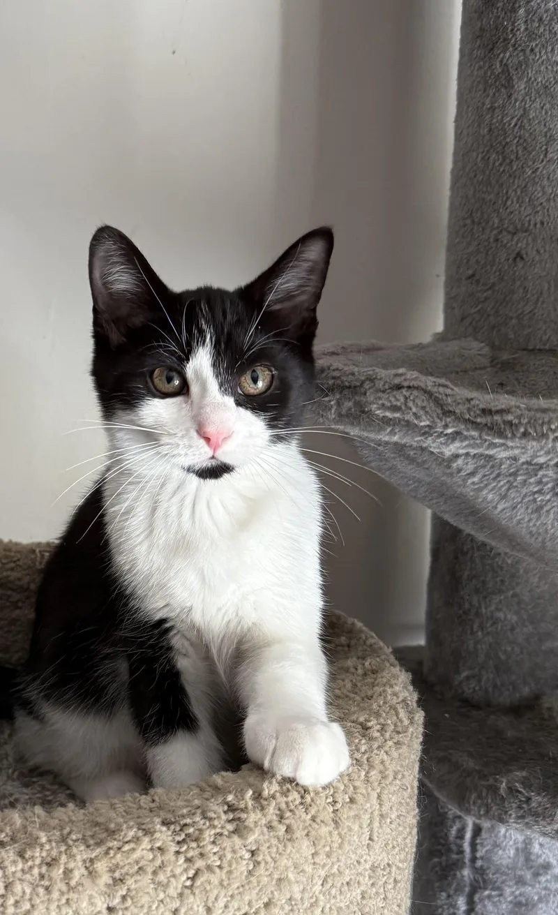 A young small-sized female Black & White / Tuxedo American Shorthair cat named August for adoption in DICKSON, TN