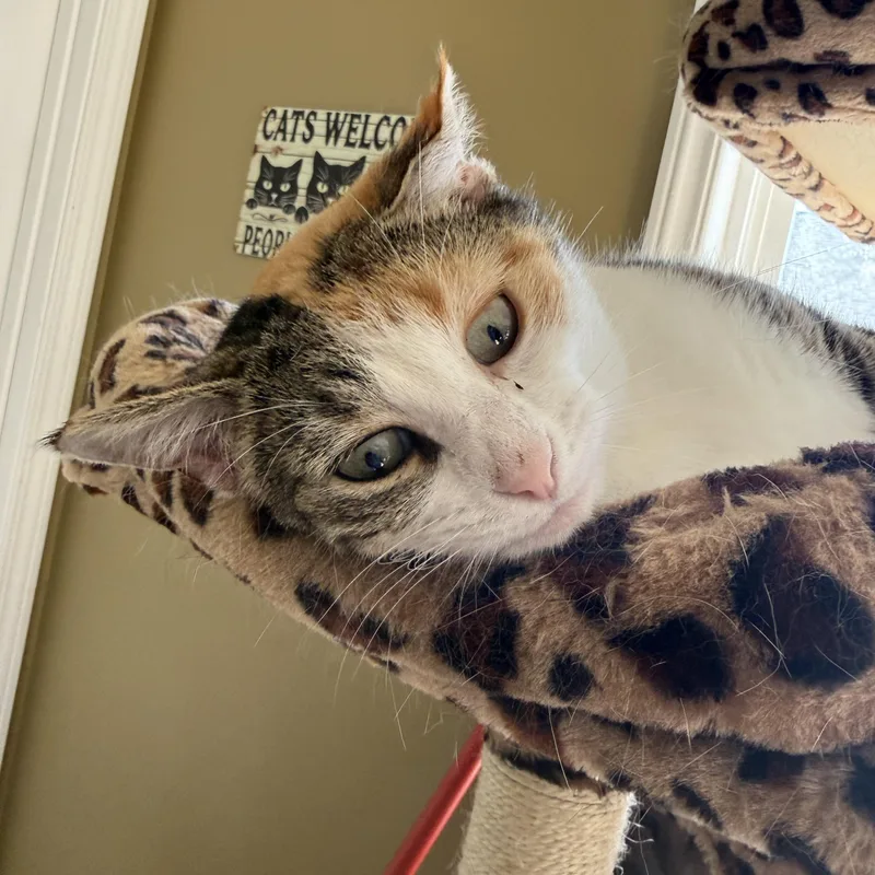 Momma June thumbnail 2