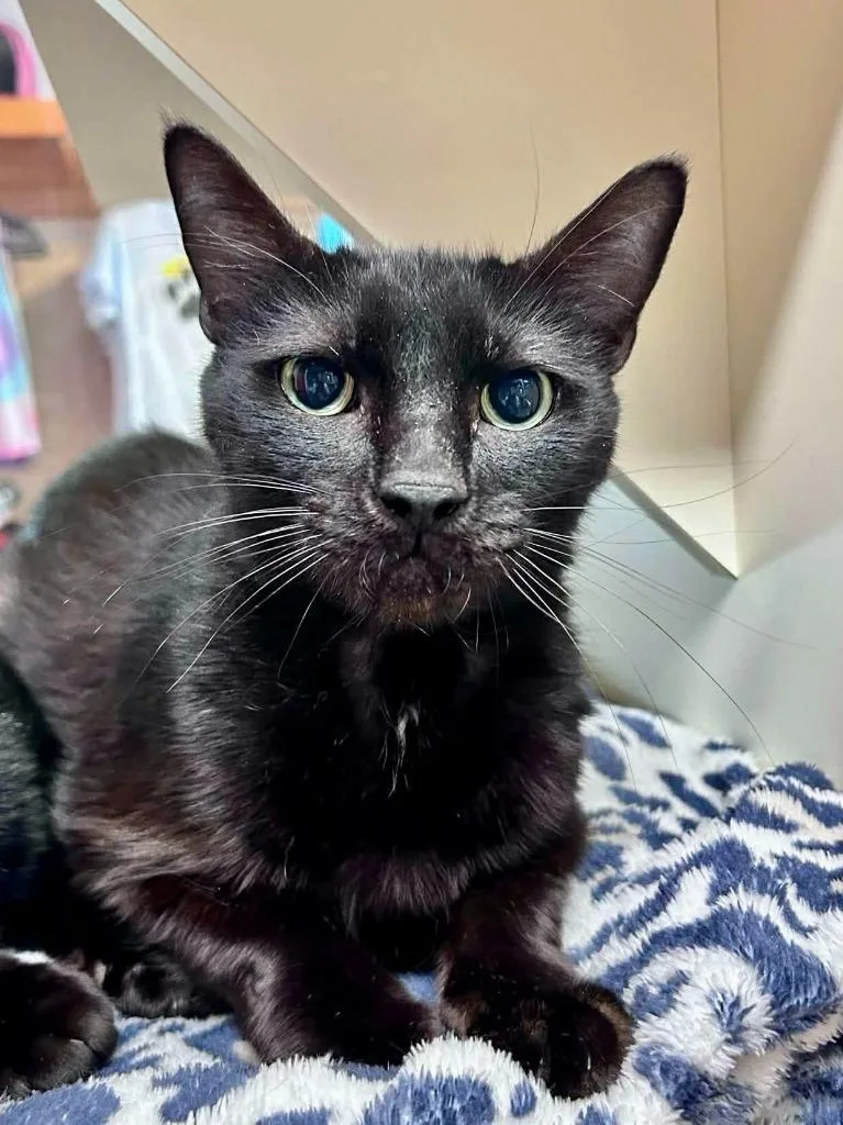 Midnight  Paco thumbnail 2