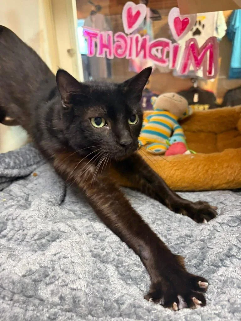 Midnight  Paco thumbnail 3