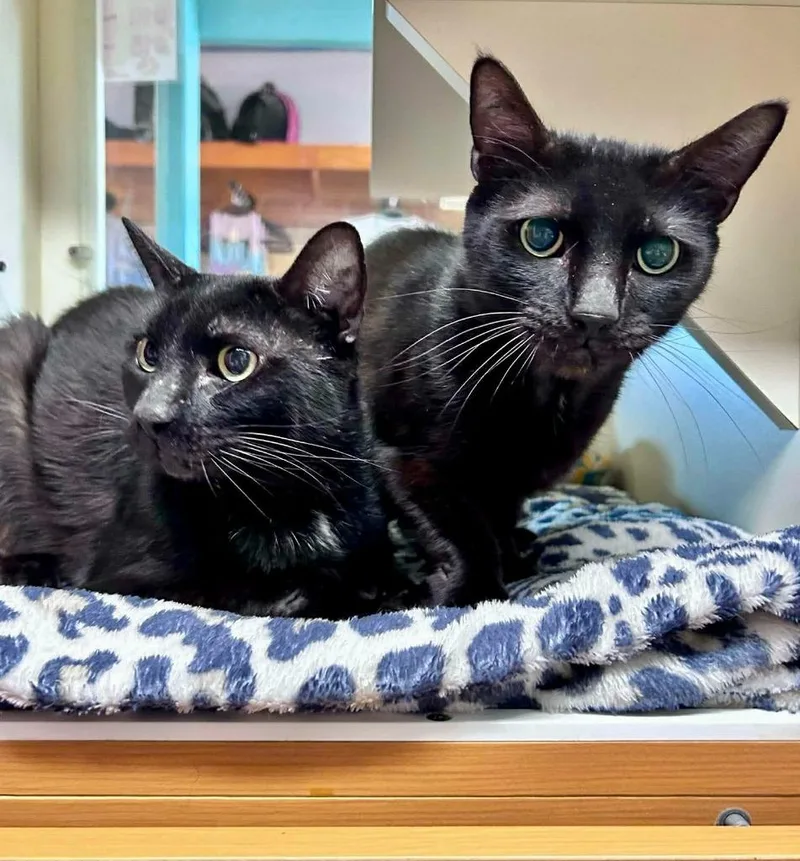 Midnight  Paco thumbnail 4