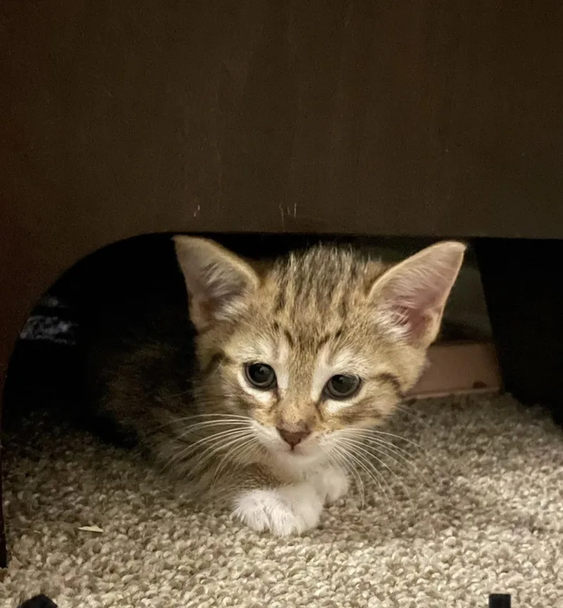A baby small-sized male Domestic Short Hair cat named Groot for adoption in Lockport, IL