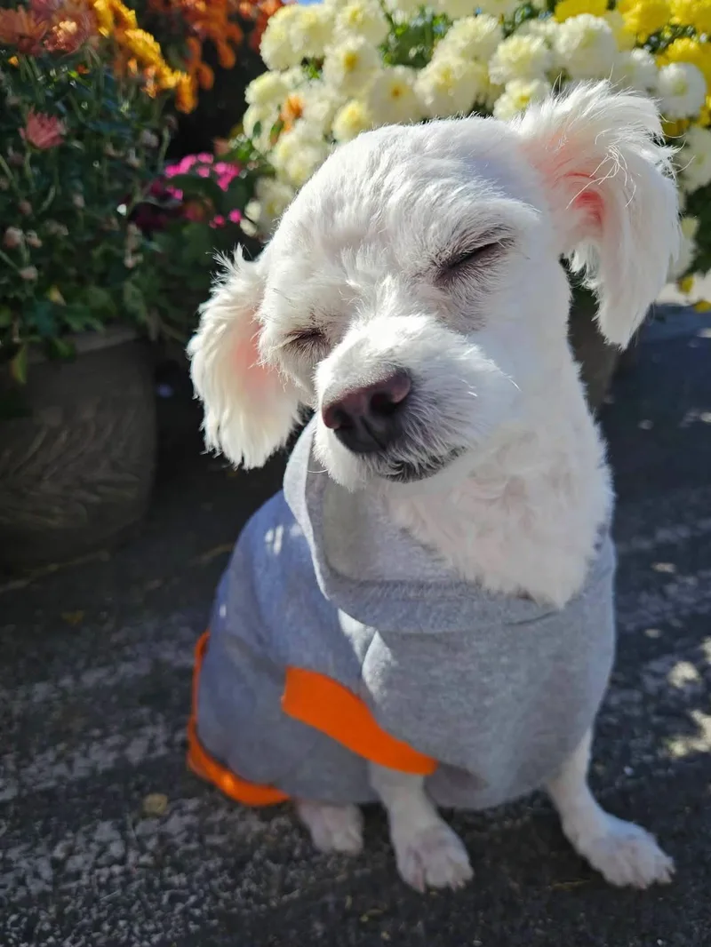 A young small-sized male White / Cream Maltipoo dog named Matty for adoption in Las Vegas, NV