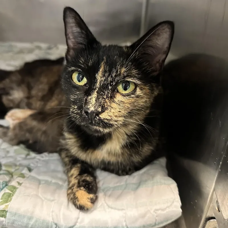 A young medium-sized female Black Domestic Short Hair cat named Chantrelle for adoption in Chattanooga, TN