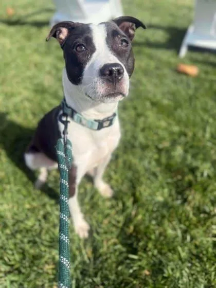 An adult medium-sized female Black Pit Bull Terrier dog named Endora for adoption in Kansas City, MO