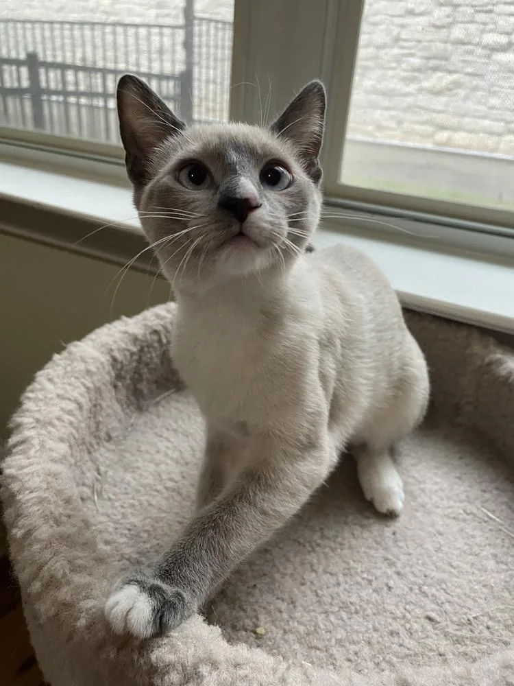 A baby small-sized female Siamese cat named Paprika for adoption in Austin, TX