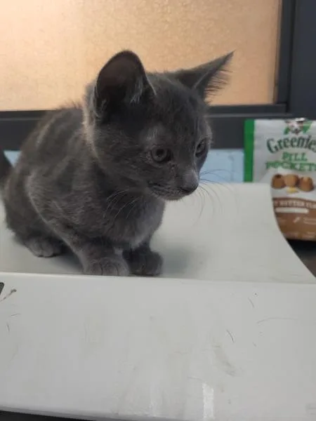 A baby small-sized male Domestic Short Hair cat named Pen  Atlas for adoption in Lawrenceville, GA