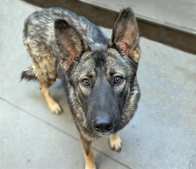 A young large-sized female German Shepherd Dog dog named Sasha for adoption in Tucson, AZ