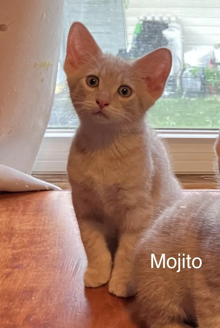 A baby small-sized male Buff / Tan / Fawn Domestic Short Hair cat named Mojito for adoption in Highland, IN