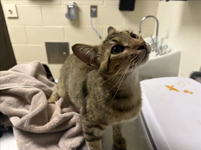 A young small-sized female Domestic Short Hair cat named Trissy for adoption in Chapel Hill, NC